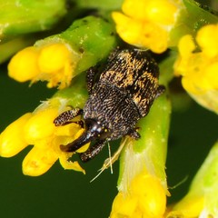 Glyptobaris lecontei