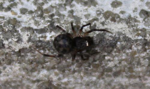 Dipoena pumicata