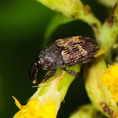 Glyptobaris lecontei