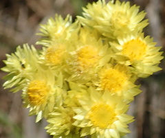 Helichrysum mixtum