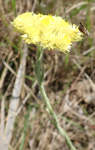 Image of Helichrysum mixtum by no rights reserved