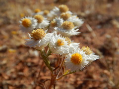 Helichrysum leucopsideum