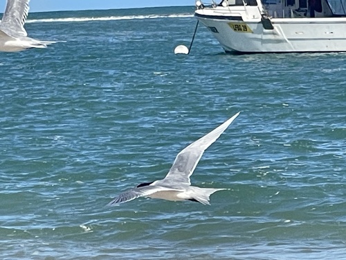 Great Crested Tern
