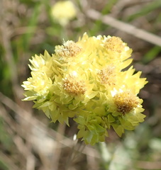 Helichrysum mixtum