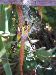 Argiope bruennichi