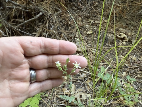 iNaturalist observation photo of Cleveland's horkelia