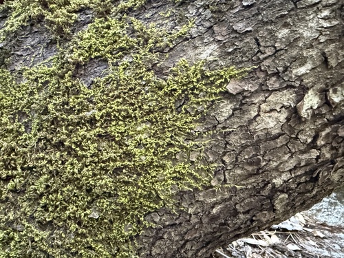 iNaturalist observation photo of Mosses