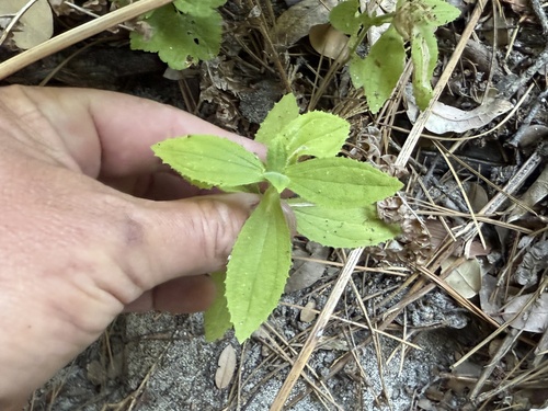 iNaturalist observation photo of scarlet monkeyflower