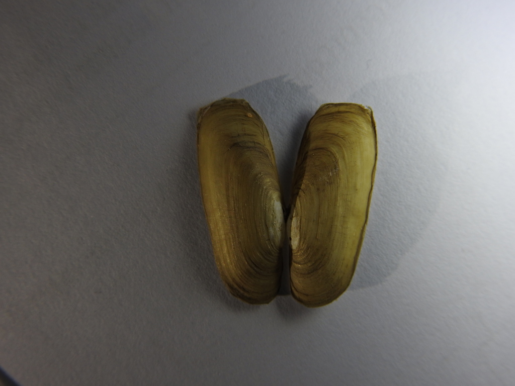 Novaculina gangetica