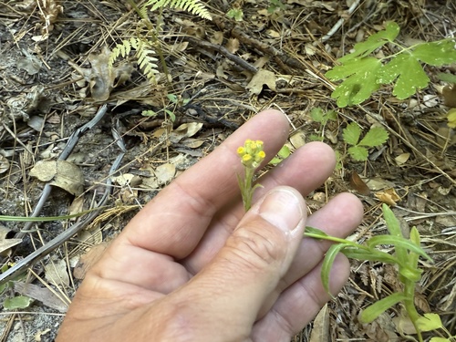 iNaturalist observation photo of cottonbatting plant