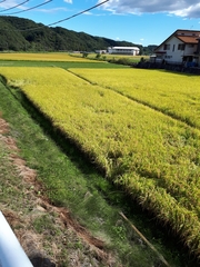 Oryza sativa