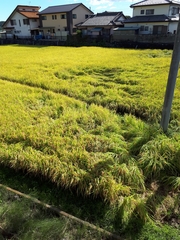 Oryza sativa