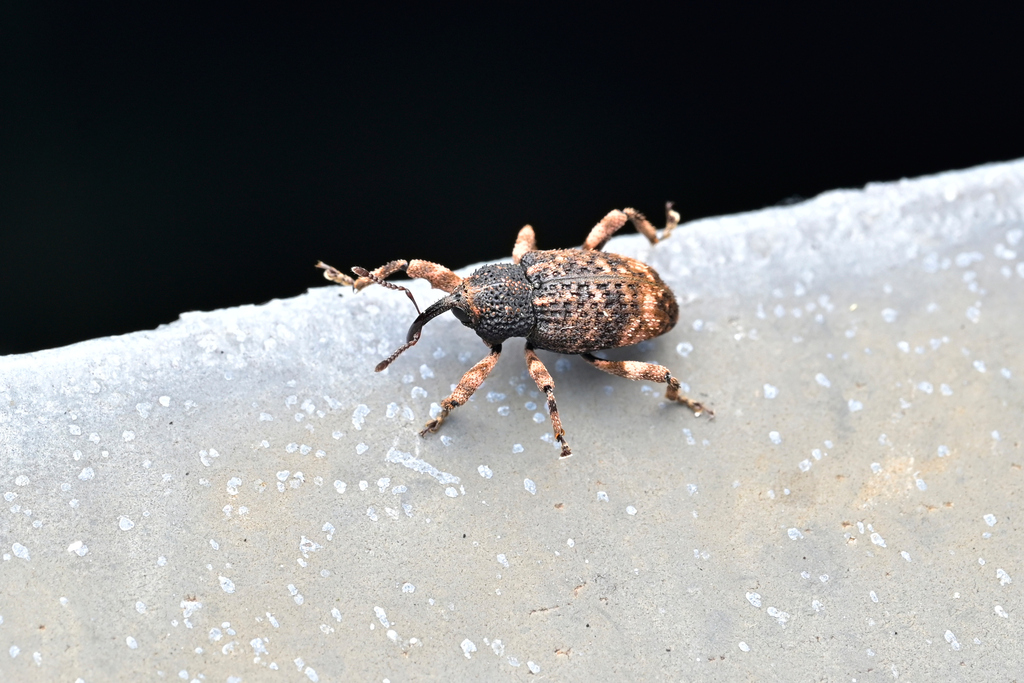 Miaster Sp Insect Mechistocerus from 中国浙江省丽水市龙泉市 on July 2, 2025 at 09:06 PM by Li Jianbo ...