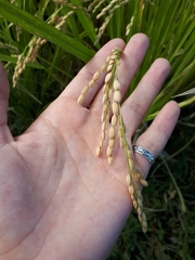 Oryza sativa