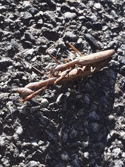 Statilia maculata maculata