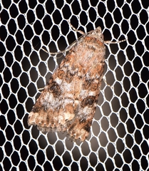 Heliothis punctifera