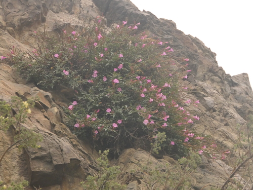 Himalayan gloxinia (Incarvillea arguta)