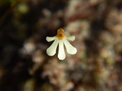 Utricularia holtzei