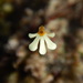 Utricularia holtzei - Photo (c) Paulo Baleeiro, some rights reserved (CC BY-NC), uploaded by Paulo Baleeiro
