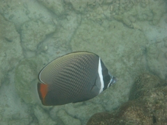 Chaetodon collare