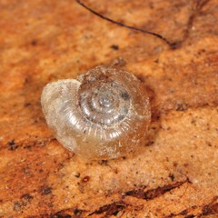 Glyphyalinia