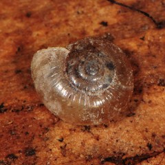 Glyphyalinia
