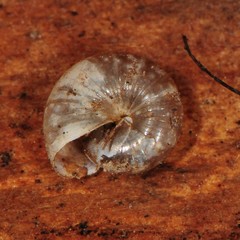Glyphyalinia