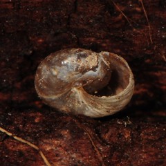 Glyphyalinia
