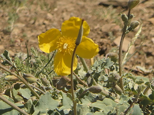Himalayan Horned Poppy (Dicranostigma lactucoides)