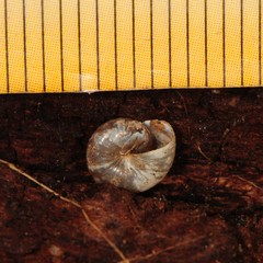 Glyphyalinia