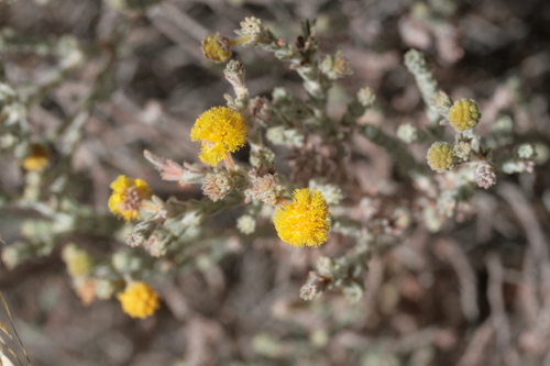 Grey Whorled Wattle (Acacia adoxa)