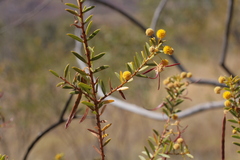 Maitland's Wattle (Acacia maitlandii)