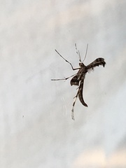Platyptilia