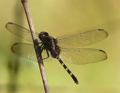 Erythemis plebeja