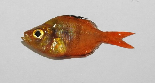 Highfin glassy perchlet (Parambassis lala) — Ambassidae — 2
