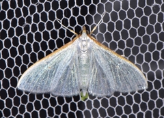 Palpita margaritacea