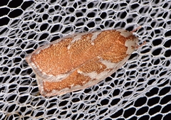 Euchaetis rhizobola