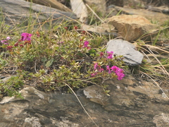 Rhododendron lepidotum, photograph (c) Sagnik Dutta Roy, some rights reserved (CC BY)