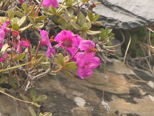 Rhododendron lepidotum, photograph 3
