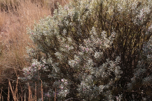 Eremophila youngii, photograph 1