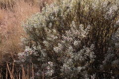 Eremophila youngii, photograph (c) Benjamin Anderson, some rights reserved (CC BY)
