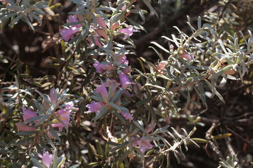Eremophila youngii, photograph 3