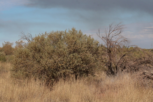 Eremophila youngii, photograph 2