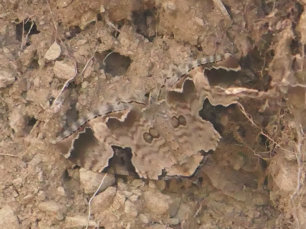 Triphosa melanoplagia