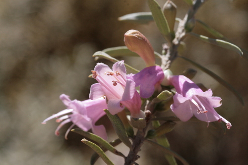 Young's Emu Bush (Eremophila youngii)