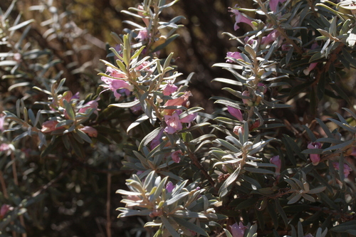 Eremophila youngii, photograph 4
