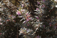 Eremophila youngii, photograph (c) Benjamin Anderson, some rights reserved (CC BY)