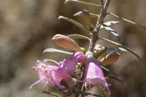 Eremophila youngii, photograph 5