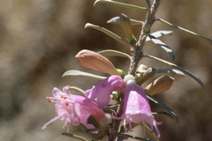 Eremophila youngii, photograph (c) Benjamin Anderson, some rights reserved (CC BY)