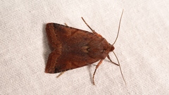 Agrochola haematidea